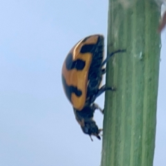 Coccinella transversalis at Casey, ACT - 10 Mar 2024 03:53 PM