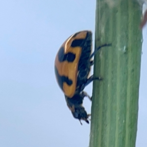 Coccinella transversalis at Casey, ACT - 10 Mar 2024 03:53 PM