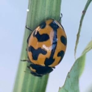 Coccinella transversalis at Casey, ACT - 10 Mar 2024 03:53 PM