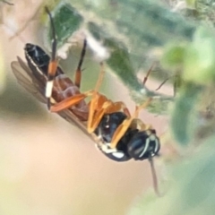 Ichneumonoidea (Superfamily) (A species of parasitic wasp) at Casey, ACT - 10 Mar 2024 by Hejor1