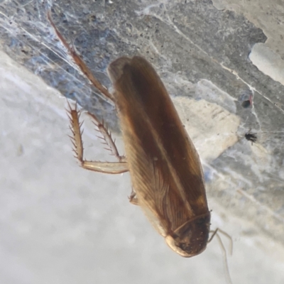 Unidentified Cockroach (Blattodea, several families) at Casey, ACT - 10 Mar 2024 by Hejor1