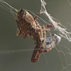 Philoponella congregabilis (Social house spider) at Casey, ACT - 10 Mar 2024 by Hejor1