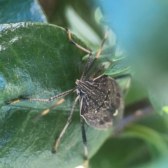 Poecilometis strigatus (Gum Tree Shield Bug) at Casey, ACT - 10 Mar 2024 by Hejor1