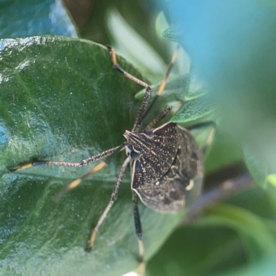 Poecilometis strigatus (Gum Tree Shield Bug) at Casey, ACT - 10 Mar 2024 by Hejor1