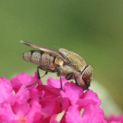 Stomorhina subapicalis (A snout fly) at Acton, ACT - 6 Mar 2024 by melanoxylon