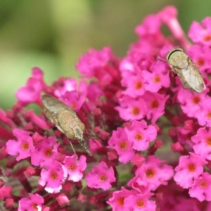 Stomorhina subapicalis at Australian National University - 6 Mar 2024