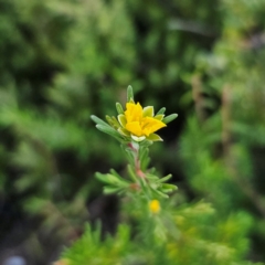 Hibbertia cistiflora subsp. cistiflora at Morton National Park - 10 Mar 2024 by Csteele4