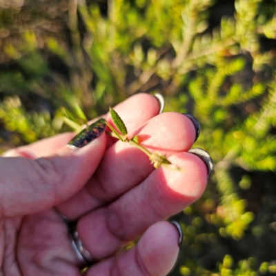 Mirbelia rubiifolia (Heathy Mirbelia) at Morton National Park - 10 Mar 2024 by Csteele4
