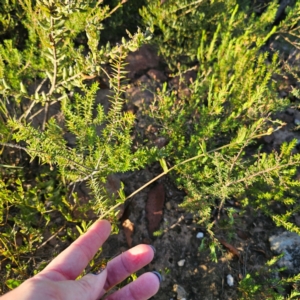 Mirbelia rubiifolia at Morton National Park - 10 Mar 2024 06:31 PM