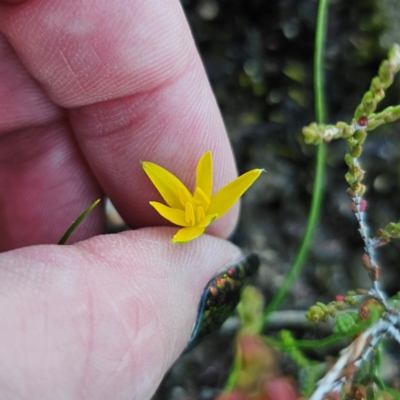 Hypoxis hygrometrica (Golden Weather-grass) at Morton National Park - 10 Mar 2024 by Csteele4