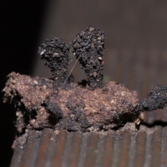 Unidentified Clubs/stalks on wood or on leaf/twig litter at Capalaba, QLD - 10 Mar 2024 by TimL