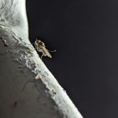 Ephydridae (family) at Watson Green Space - 10 Mar 2024 by AniseStar