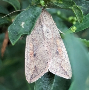 Mythimna (Pseudaletia) convecta at Watson, ACT - 9 Mar 2024