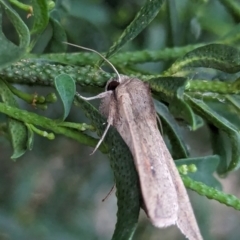 Mythimna (Pseudaletia) convecta at Watson, ACT - 9 Mar 2024