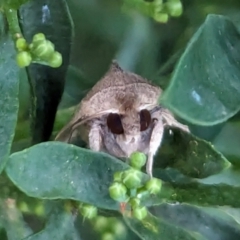 Mythimna (Pseudaletia) convecta at Watson, ACT - 9 Mar 2024