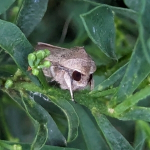 Mythimna (Pseudaletia) convecta at Watson, ACT - 9 Mar 2024