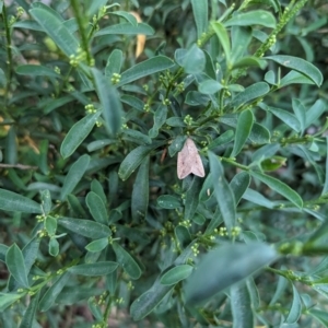 Mythimna (Pseudaletia) convecta at Watson, ACT - 9 Mar 2024