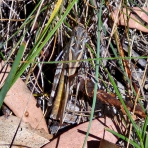 Oedaleus australis at Bruce Ridge to Gossan Hill - 10 Mar 2024 12:27 PM