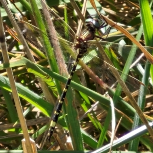 Synthemis eustalacta at Flea Bog Flat, Bruce - 10 Mar 2024