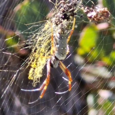 Trichonephila edulis (Golden orb weaver) at Bruce, ACT - 10 Mar 2024 by trevorpreston