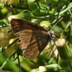 Zizina otis (Common Grass-Blue) at Flea Bog Flat, Bruce - 10 Mar 2024 by trevorpreston