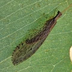 Stenosmylus tenuis (Osmylid lacewing) at Bruce, ACT - 10 Mar 2024 by trevorpreston