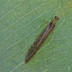 Stenosmylus tenuis at Bruce Ridge to Gossan Hill - 10 Mar 2024 12:13 PM