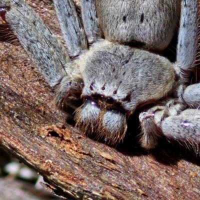 Isopeda canberrana (Canberra Huntsman Spider) at Flea Bog Flat, Bruce - 10 Mar 2024 by trevorpreston