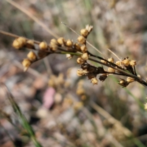 Juncus remotiflorus at Bruce Ridge to Gossan Hill - 10 Mar 2024