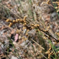 Juncus remotiflorus at Bruce Ridge to Gossan Hill - 10 Mar 2024