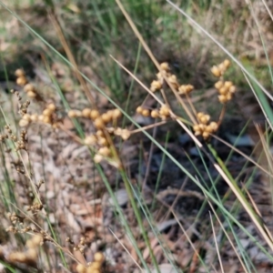 Juncus remotiflorus at Bruce Ridge to Gossan Hill - 10 Mar 2024