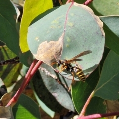 Polistes (Polistes) chinensis at Flea Bog Flat, Bruce - 10 Mar 2024 11:50 AM