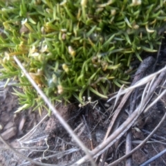 Scleranthus biflorus at Glenbog State Forest - 10 Mar 2024