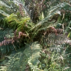 Polystichum proliferum (Mother Shield Fern) at Steeple Flat, NSW - 9 Mar 2024 by mahargiani