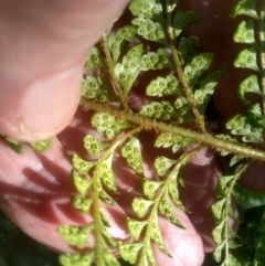 Polystichum proliferum at Steeple Flat, NSW - 10 Mar 2024