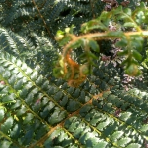 Polystichum proliferum at Steeple Flat, NSW - 10 Mar 2024