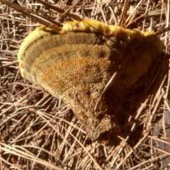 zz Polypore (shelf/hoof-like) at Glenbog State Forest - 10 Mar 2024