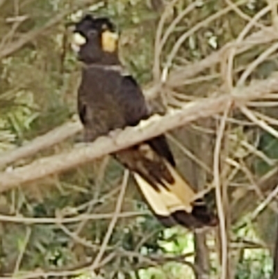 Zanda funerea (Yellow-tailed Black-Cockatoo) at Steeple Flat, NSW - 10 Mar 2024 by mahargiani