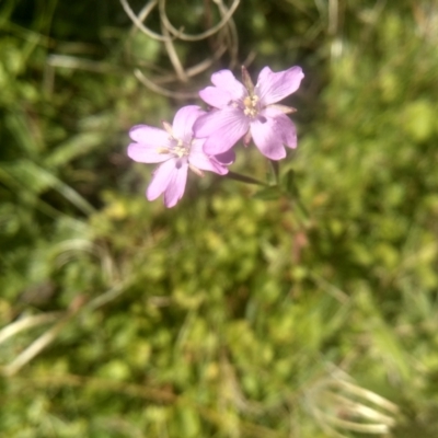 Epilobium billardiereanum subsp. cinereum (Variable Willow-herb) at South East Forest National Park - 10 Mar 2024 by mahargiani