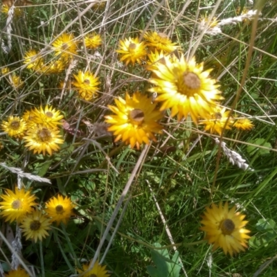 Xerochrysum palustre (Swamp Everlasting) at South East Forest National Park - 10 Mar 2024 by mahargiani