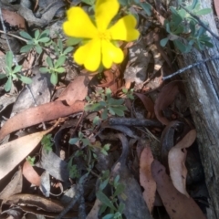 Hibbertia obtusifolia (Grey Guinea-flower) at South East Forest National Park - 10 Mar 2024 by mahargiani