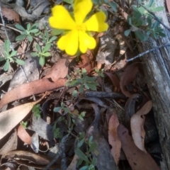 Hibbertia obtusifolia (Grey Guinea-flower) at Nunnock Swamp - 10 Mar 2024 by mahargiani