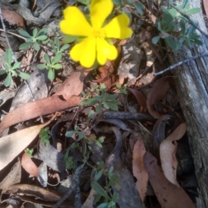 Hibbertia obtusifolia at Nunnock Swamp - 10 Mar 2024