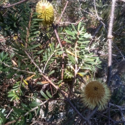 Banksia marginata (Silver Banksia) at Glen Allen, NSW - 10 Mar 2024 by mahargiani
