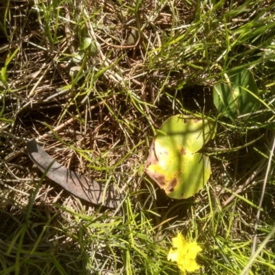 Nymphoides (genus) (A Marshwort) at Nunnock Swamp - 10 Mar 2024 by mahargiani