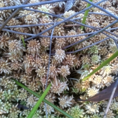 Sphagnum sp. (genus) at South East Forest National Park - 10 Mar 2024 by mahargiani