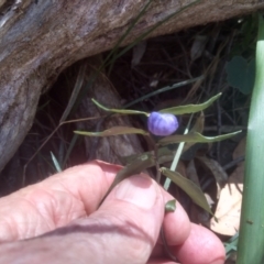 Drymophila cyanocarpa (Turquoise Berry) at Glen Allen, NSW - 10 Mar 2024 by mahargiani