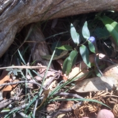 Drymophila cyanocarpa at Nunnock Swamp - 10 Mar 2024 02:24 PM