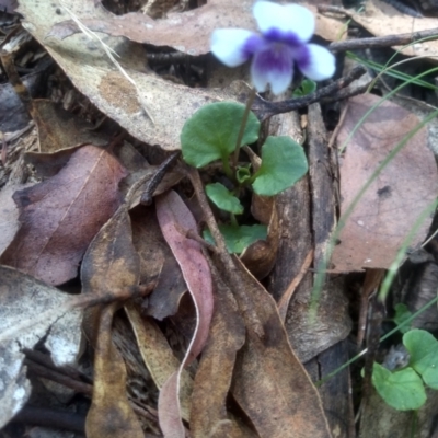 Viola hederacea (Ivy-leaved Violet) at Nunnock Swamp - 10 Mar 2024 by mahargiani
