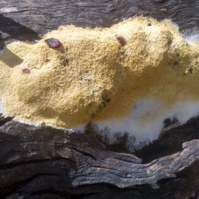 Fuligo septica (Scrambled egg slime) at Glen Allen, NSW - 10 Mar 2024 by mahargiani